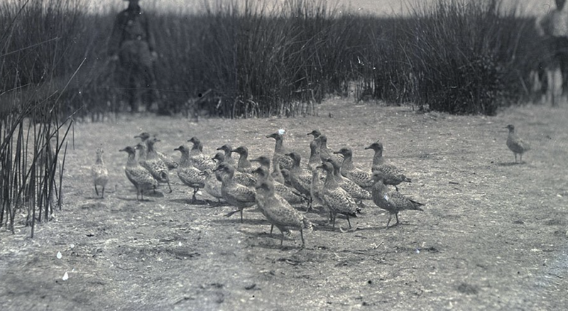 Group of ducks gathered together in a clearing