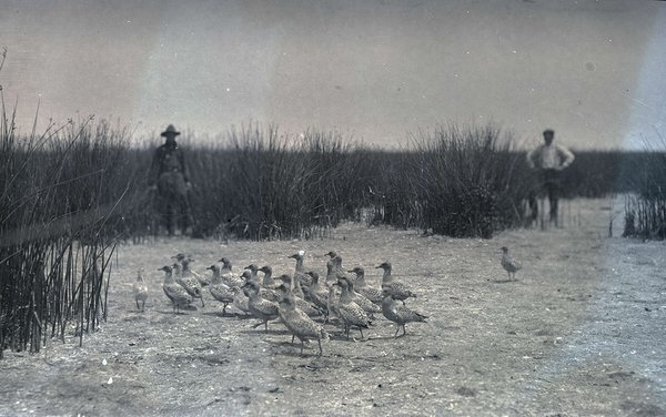 Birds standing together on a beach